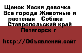 Щенок Хаски девочка - Все города Животные и растения » Собаки   . Ставропольский край,Пятигорск г.